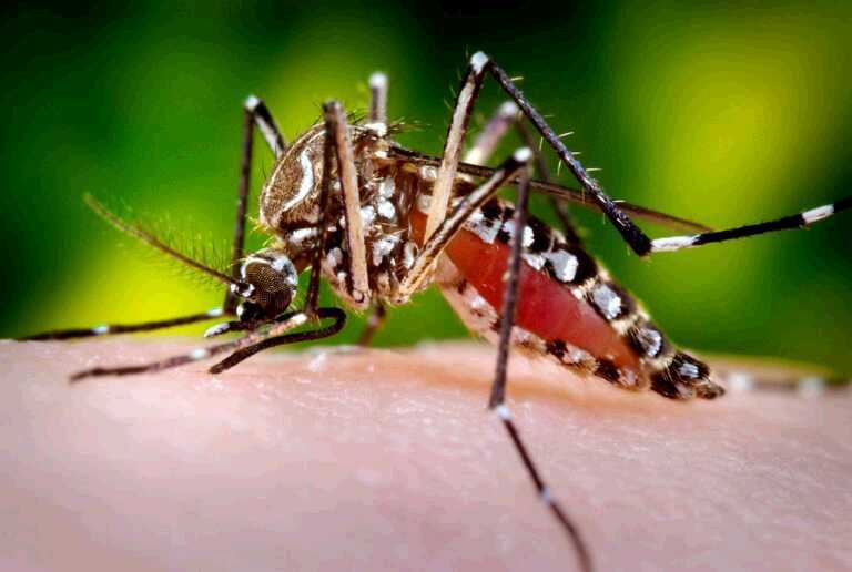 Is this Mosquito the Key to a Diabetes Cure