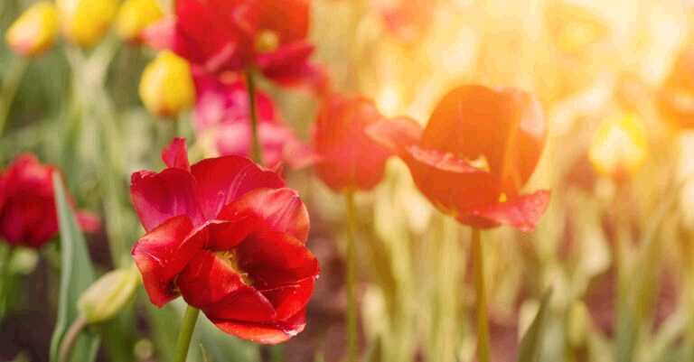 Why Spring is the Best Season for Diabetes