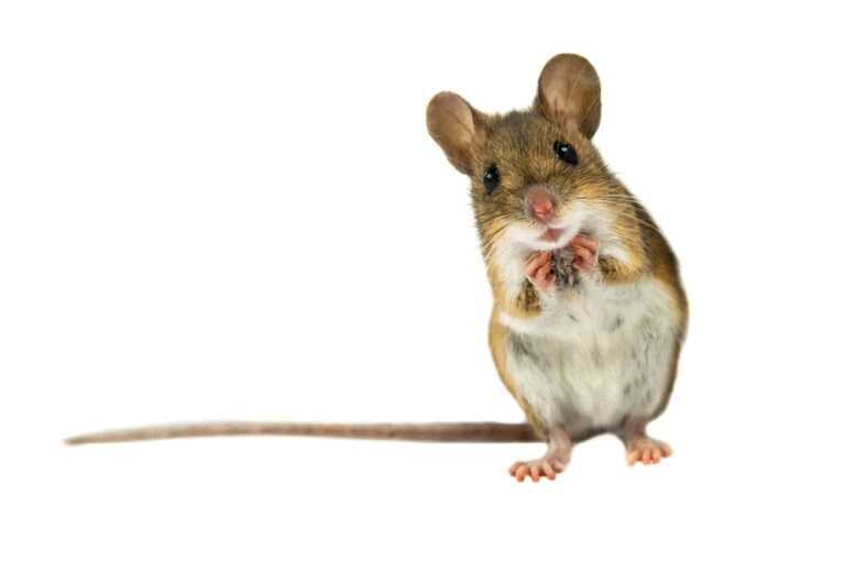 This mouse says, eat my shit. It will improve your diabetes!