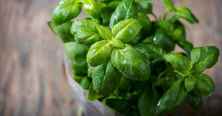 Does this Herb Hold the Key to Lowering Your Blood Sugar?