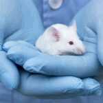 lab-mouse-blue-gloves