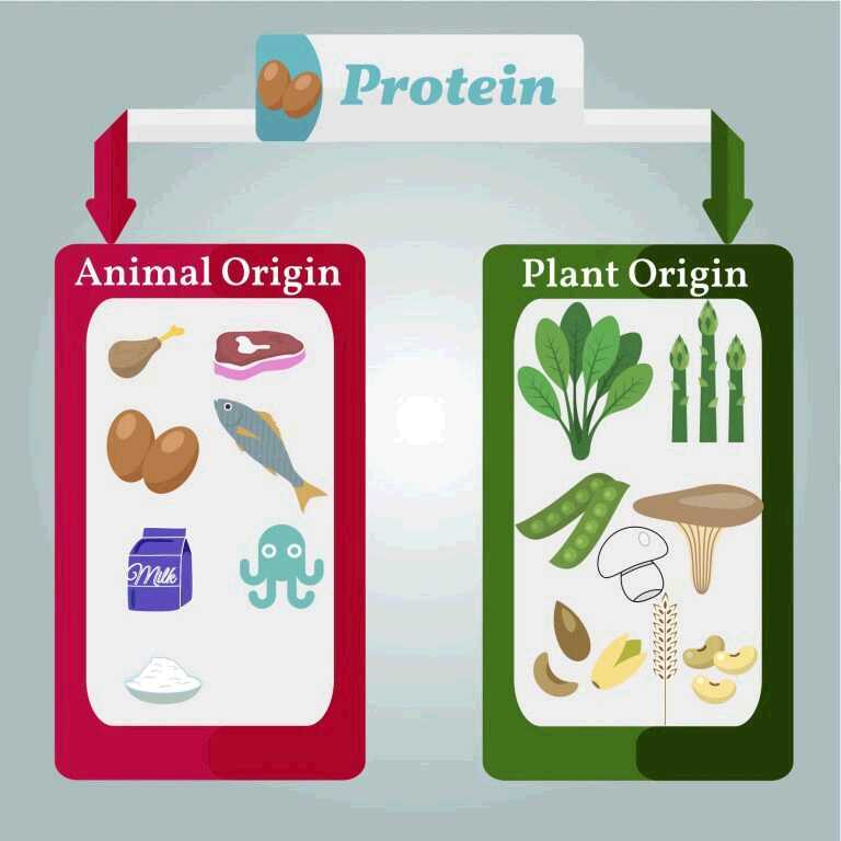 Plant vs. Animal – Diabetes and Protein Sources
