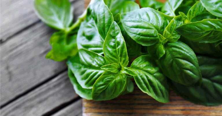Combat Diabetes With This Tasty Herb (+delicious recipe)