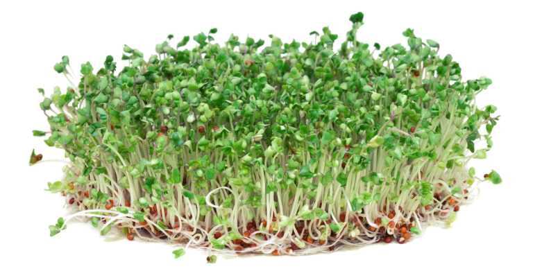 Broccoli Sprouts May Help Control Blood Glucose Levels