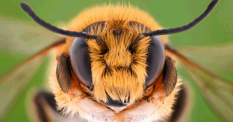 The Bees Knees and the Quest for Diabetic Relief