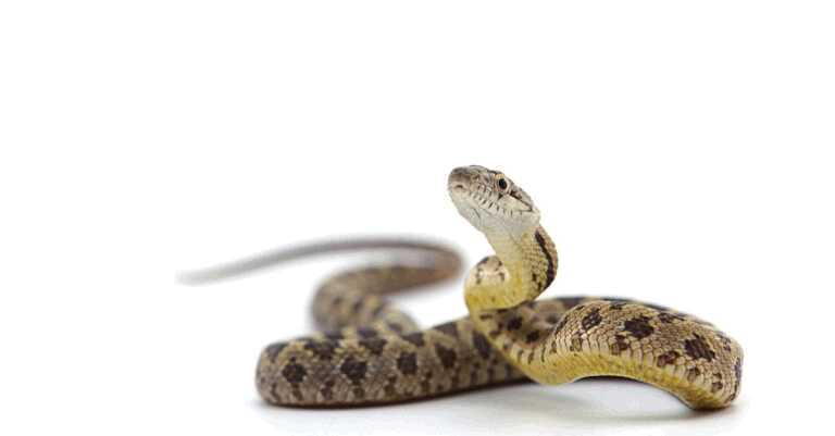 Can Snake Blood Cure Diabetes?