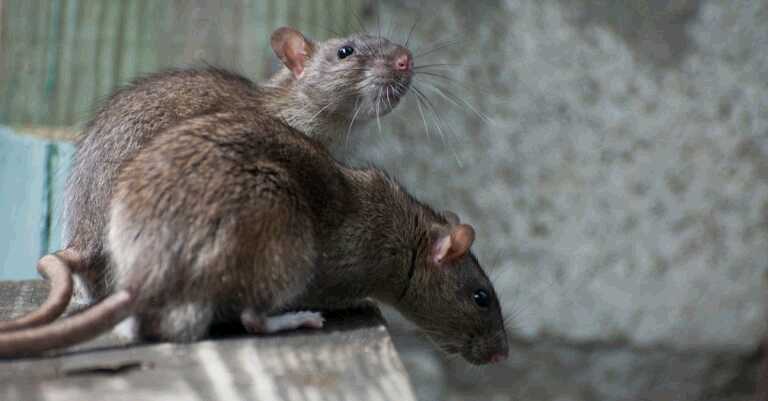 Rats Prove these Two Exotic Foods Hold the Key to Overcoming Diabetes