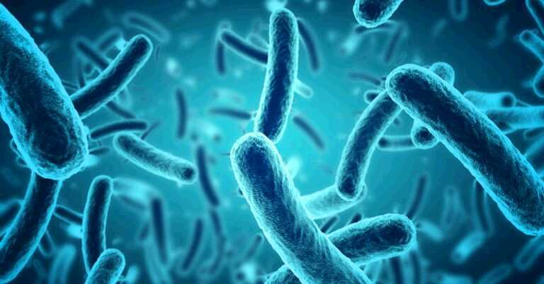 Gut Bacteria Plays a Role In Metabolism & Weight Gain