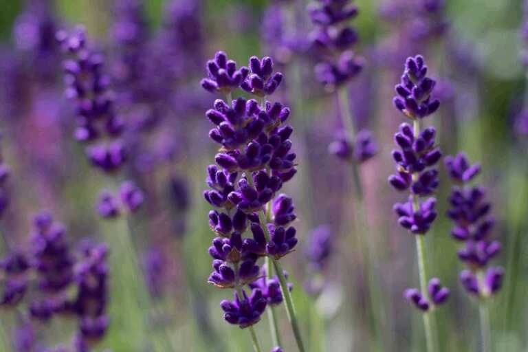 Is Lavender Useful in Treating Diabetes?